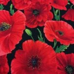 Poppies