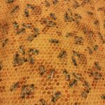 Bees and honeycomb fabric swatch