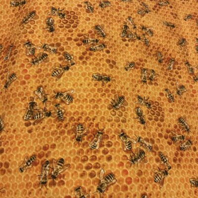 Bees and honeycomb fabric swatch